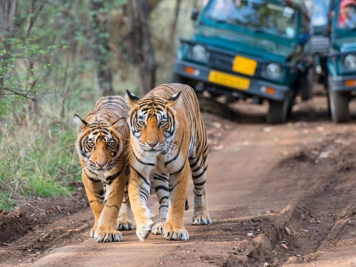 3 Days Ranthambore Tour from Jaipur