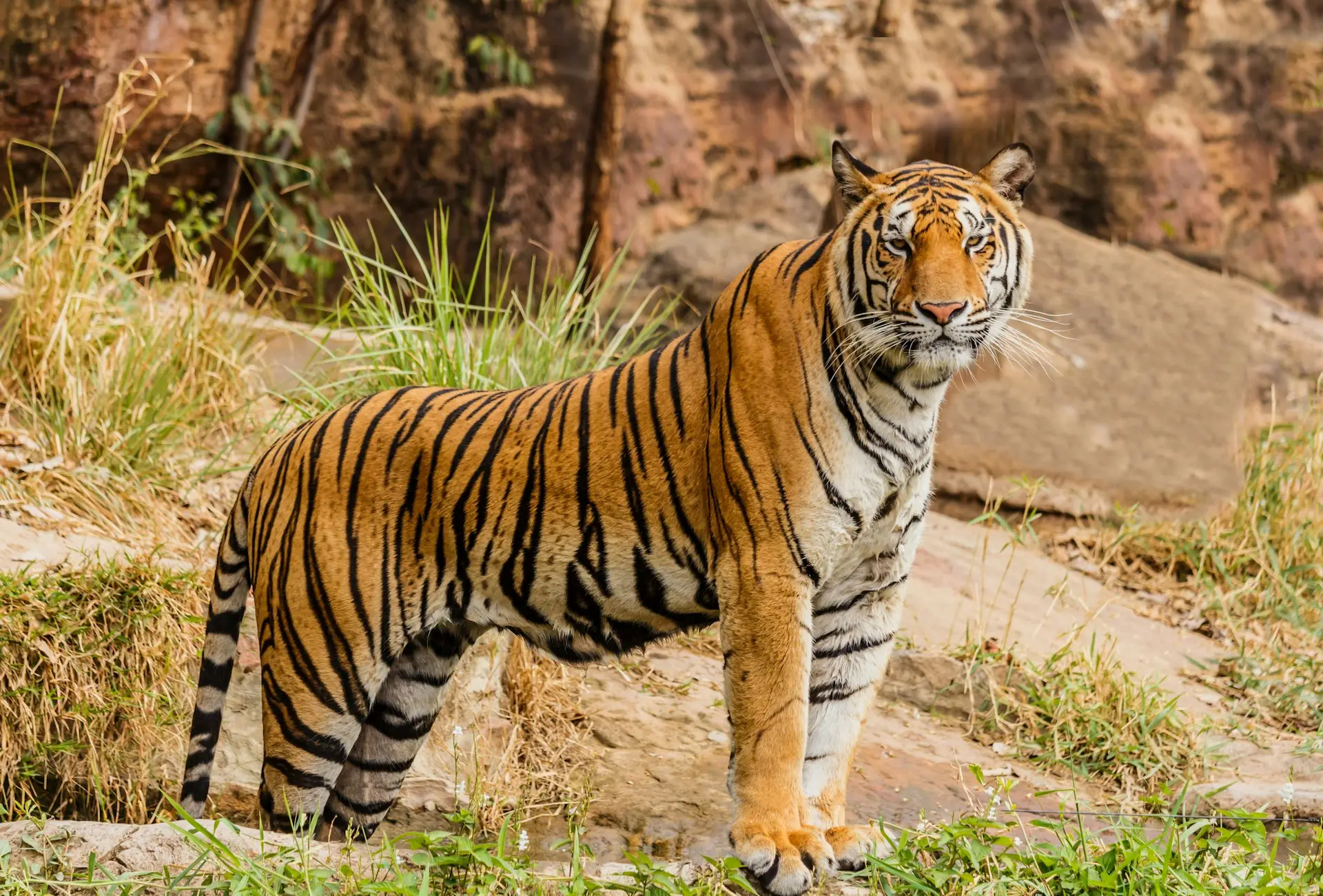 Bengal tiger in Ranthambore National Park